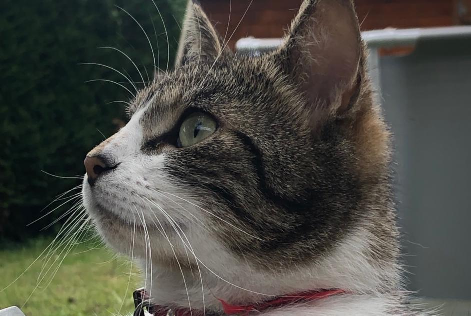 Vermisstmeldung Katze Männliche , 3 jahre Châteaugiron Frankreich