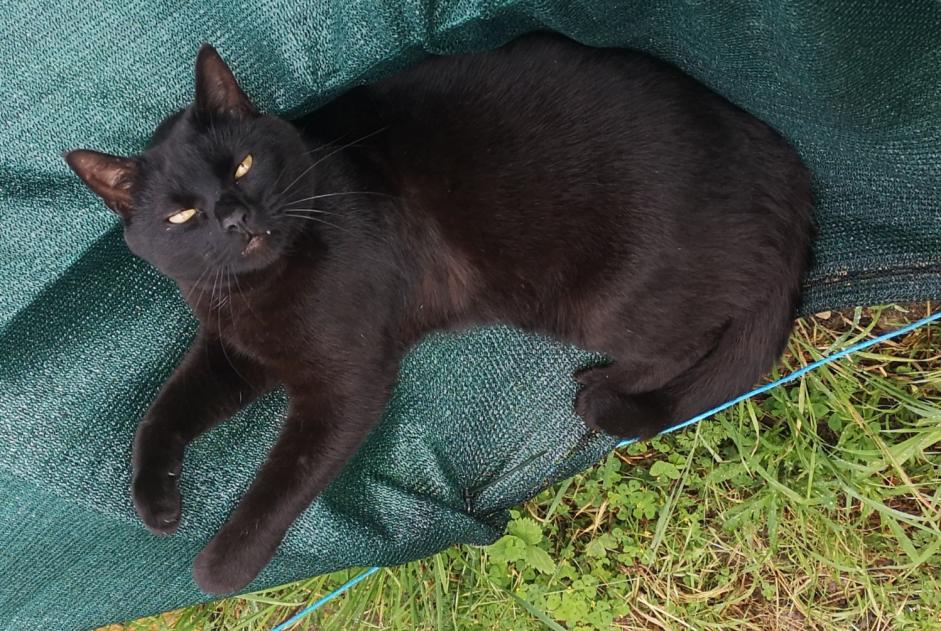 Disappearance alert Cat Male , 4 years Gièvres France