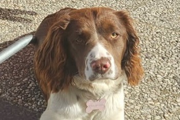 Alerte Disparition Chien croisement Femelle , 1 ans Vendôme France