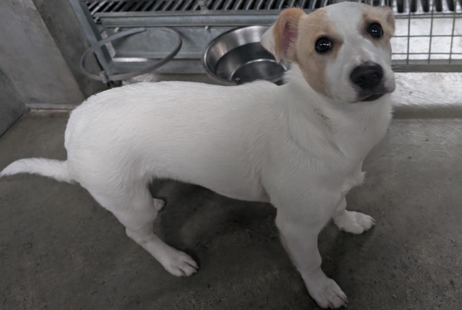 Alerte Découverte Chien croisement Femelle , Entre 1 et 3 mois Châteaubourg France